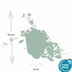 LA GREEN TOUCH - Petite pervenche 'la grave' x12 – entre 0,75 et 1m2