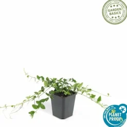 LA GREEN TOUCH - Petite pervenche 'alba' x20 – entre 1,25 et 1,67m2