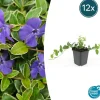 LA GREEN TOUCH - Petite pervenche 'argenteovariegata' x12 – entre 0,75 et 1m2
