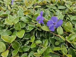 LA GREEN TOUCH - Petite pervenche 'argenteovariegata' x12 – entre 0,75 et 1m2