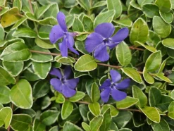 LA GREEN TOUCH - Petite pervenche 'argenteovariegata' x12 – entre 0,75 et 1m2