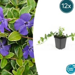 LA GREEN TOUCH - Petite pervenche 'argenteovariegata' x12 – entre 0,75 et 1m2