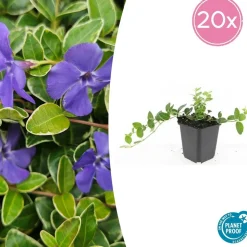 LA GREEN TOUCH - Petite pervenche 'argenteovariegata' x12 – entre 0,75 et 1m2