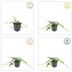 LA GREEN TOUCH - Petite pervenche 'alba' x40 – entre 2,5 et 3,33m2