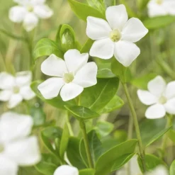 LA GREEN TOUCH - Petite pervenche 'alba' x40 – entre 2,5 et 3,33m2