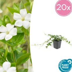 LA GREEN TOUCH - Petite pervenche 'alba' x40 – entre 2,5 et 3,33m2