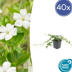 LA GREEN TOUCH - Petite pervenche 'alba' x40 – entre 2,5 et 3,33m2