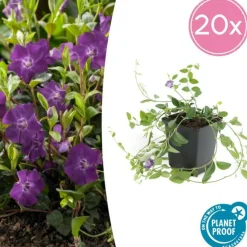 LA GREEN TOUCH - Petite pervenche 'atropurpurea' x20 – entre 1,25 et 1,67m2