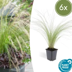 LA GREEN TOUCH - Petite pervenche 'atropurpurea' x20 – entre 1,25 et 1,67m2