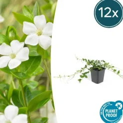 LA GREEN TOUCH - Petite pervenche 'alba' x12 – entre 0,75 et 1m2