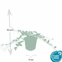 LA GREEN TOUCH - Petite pervenche 'alba' x12 – entre 0,75 et 1m2