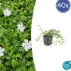 LA GREEN TOUCH - Petite pervenche 'gertrude jekyll' x40 – entre 2,5 et 3,33m2