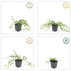 LA GREEN TOUCH - Petite pervenche 'gertrude jekyll' x40 – entre 2,5 et 3,33m2