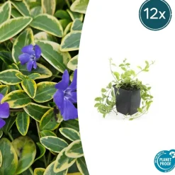 LA GREEN TOUCH - Petite pervenche 'aureovariegata' x12 – entre 0,75 et 1m2