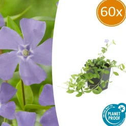 LA GREEN TOUCH - Petite pervenche 'la grave' x60 – entre 3,75 et 5m2