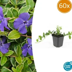 LA GREEN TOUCH - Petite pervenche 'argenteovariegata' x60 – entre 3,75 et 5m2