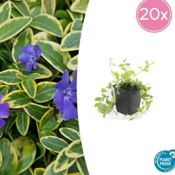 LA GREEN TOUCH - Petite pervenche 'aureovariegata' x20 – entre 1,25 et 1,67m2