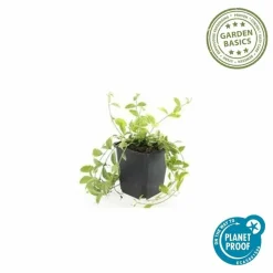 LA GREEN TOUCH - Petite pervenche 'aureovariegata' x20 – entre 1,25 et 1,67m2
