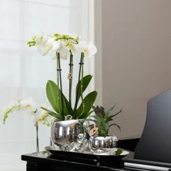 LA GREEN TOUCH - Plateau ovale argenté