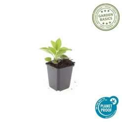 LA GREEN TOUCH - Rudbeckia 'goldsturm' x60 – entre 3,75 et 5m2