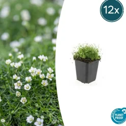 LA GREEN TOUCH - Sagine subulée x12 – entre 0,75 et 1m2