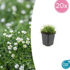 LA GREEN TOUCH - Sagine subulée x12 – entre 0,75 et 1m2