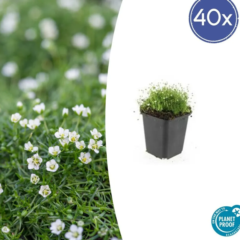 LA GREEN TOUCH - Sagine subulée x40 – entre 2,5 et 3,33m2