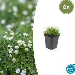 LA GREEN TOUCH - Sagine subulée x6 – entre 0,38 et 0,5m2