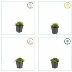 LA GREEN TOUCH - Sagine subulée x6 – entre 0,38 et 0,5m2