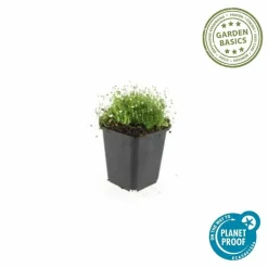 LA GREEN TOUCH - Sagine subulée x6 – entre 0,38 et 0,5m2