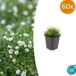 LA GREEN TOUCH - Sagine subulée x60 – entre 3,75 et 5m2