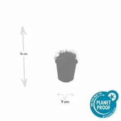 LA GREEN TOUCH - Sagine subulée x60 – entre 3,75 et 5m2