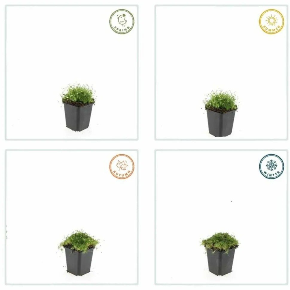 LA GREEN TOUCH - Sagine subulée x20 – entre 1,25 et 1,67m2