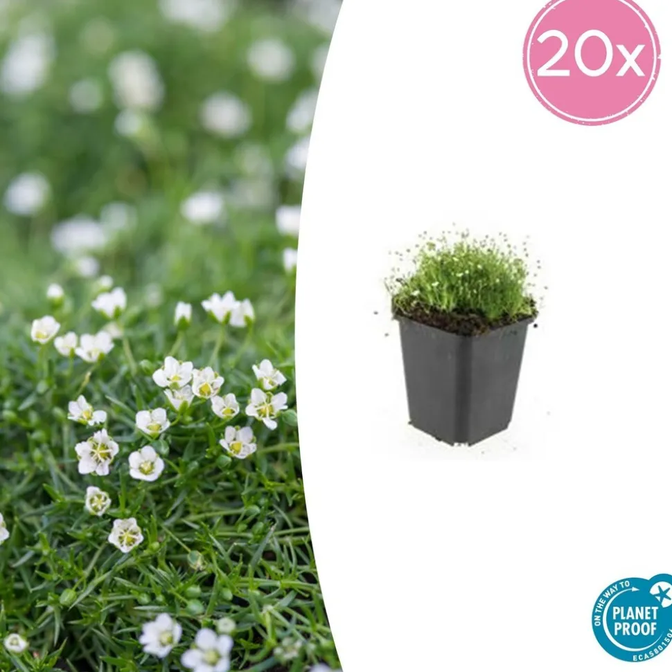 LA GREEN TOUCH - Sagine subulée x20 – entre 1,25 et 1,67m2