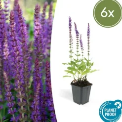 LA GREEN TOUCH - Sauge des bois 'ostfriesland' x6 – entre 0,38 et 0,5m2