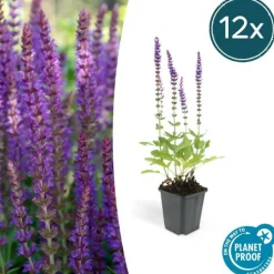 LA GREEN TOUCH - Sauge des bois 'ostfriesland' x12 – entre 0,75 et 1m2