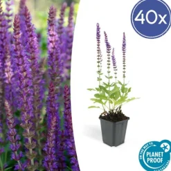 LA GREEN TOUCH - Sauge des bois 'ostfriesland' x40 – entre 2,5 et 3,33m2