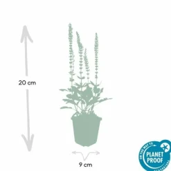 LA GREEN TOUCH - Sauge des bois 'ostfriesland' x40 – entre 2,5 et 3,33m2