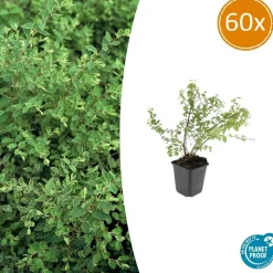 LA GREEN TOUCH - Symphorine de chenault 'hancock' x60 – entre 3,75 et 5m2