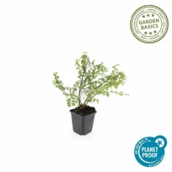 LA GREEN TOUCH - Symphorine de chenault 'hancock' x60 – entre 3,75 et 5m2