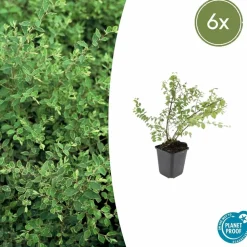 LA GREEN TOUCH - Symphorine de chenault 'hancock' x6 – entre 0,38 et 0,5m2