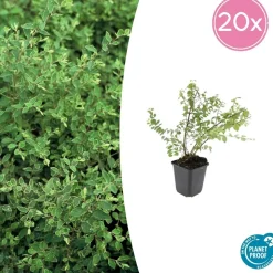 LA GREEN TOUCH - Symphorine de chenault 'hancock' x20 – entre 1,25 et 1,67m2