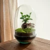 LA GREEN TOUCH - Terrarium - siquijor