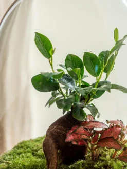 LA GREEN TOUCH - Terrarium - siquijor