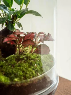 LA GREEN TOUCH - Terrarium - siquijor