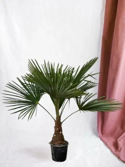 LA GREEN TOUCH - Trachycarpus palmier 90cm - plante d'intérieur