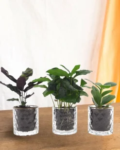 LA GREEN TOUCH - Trio de plantes avec pot en verre cm - plante d'intérieur