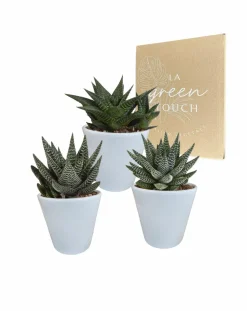 LA GREEN TOUCH - Trio de succulentes et leurs caches-pots blancs h18cm