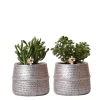 LA GREEN TOUCH - Verts colibri | lot de 2 plantes succulentes en pots décoratifs rainurés argentés - pot céramique taille 9cm