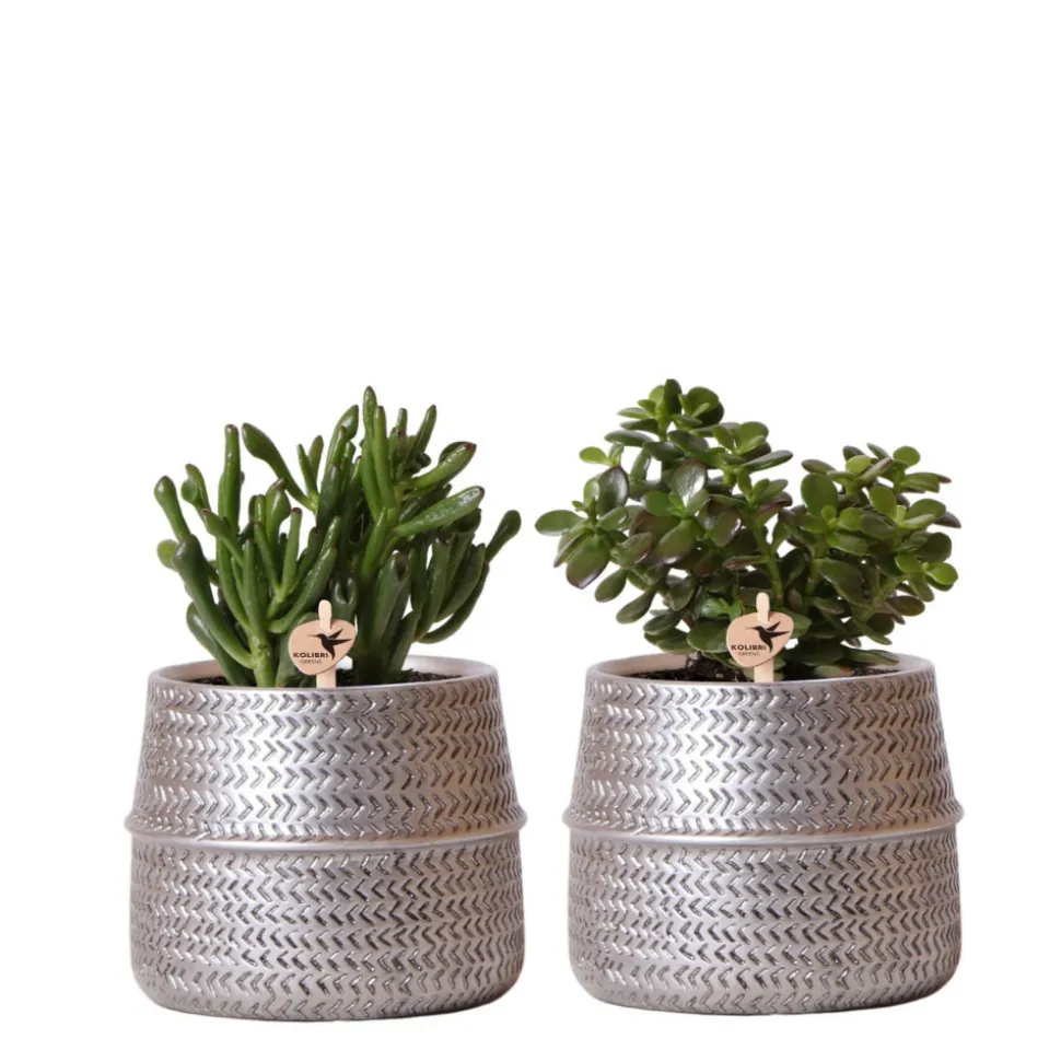 LA GREEN TOUCH - Verts colibri | lot de 2 plantes succulentes en pots décoratifs rainurés argentés - pot céramique taille 9cm